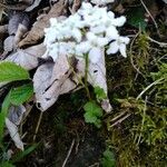 Cardamine trifolia habit picture by Irmgard Hemetsberger (cc-by-sa)