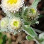 Erigeron acris flower picture by OutSa (cc-by-sa)