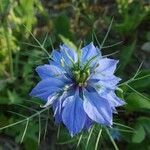 Nigella damascena flower picture by Elisaeba (cc-by-sa)