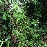 Olyra latifolia habit picture by Nelson Zamora Villalobos (cc-by-nc)