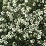 Cochlearia officinalis flower picture by Diane G (cc-by-sa)