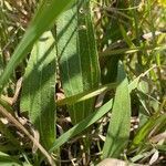 Echinacea angustifolia leaf picture by Ross Kat (cc-by-sa)