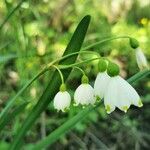 Leucojum aestivum flower picture by Mihai Doro (cc-by-sa)