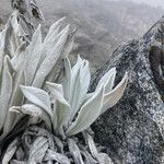 Senecio niveoaureus leaf picture by Fabien Anthelme (cc-by-sa)