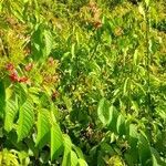 Combretum indicum habit picture by Trap Hers (cc-by-sa)