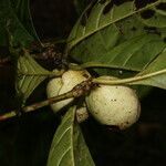 Randia grandifolia fruit picture by Nelson Zamora Villalobos (cc-by-nc)