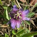 Passiflora amethystina flower picture by Senger Mario (cc-by-sa)