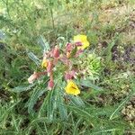 Oenothera glazioviana habit picture by Denise de Lassat (cc-by-sa)