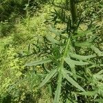 Cirsium muticum leaf picture by steven Levenberg (cc-by-sa)