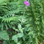 Silene dioica habit picture by Gilles Istin (cc-by-sa)