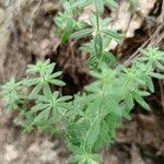 Galium maritimum leaf picture by spirit nature (cc-by-sa)