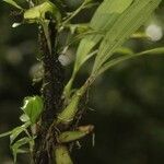 Paphinia cristata habit picture by R. Tournebize (cc-by-sa)