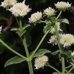 Hyptis lantanifolia habit picture by Nelson Zamora Villalobos (cc-by-nc)