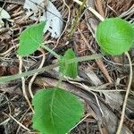 Plectranthus parviflorus leaf picture by Gi Gillian (cc-by-sa)