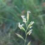 Festuca indigesta flower picture by Diego Alex (cc-by-sa)