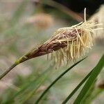 Carex halleriana fruit picture by Yoan MARTIN (cc-by-sa)