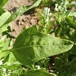 Chenopodium quinoa leaf picture by Jean-Christophe Lombardo (cc-by-sa)