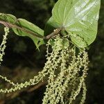 Dioscorea matagalpensis flower picture by Nelson Zamora Villalobos (cc-by-nc)