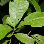 Gustavia brachycarpa leaf picture by Nelson Zamora Villalobos (cc-by-nc)