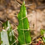 Ptilostemon casabonae leaf picture by Martin Bishop (cc-by-sa)