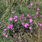 Dianthus carthusianorum habit picture by raphaelh (cc-by-sa)