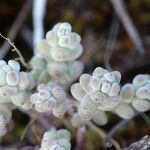 Sedum dasyphyllum fruit picture by Rico García Antonio (cc-by-sa)