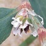 Polygonum maritimum flower picture by Jean-Francois Julien (cc-by-sa)