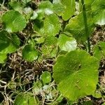 Hydrocotyle americana leaf picture by Kristi Reynolds (cc-by-sa)