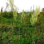 Rumex thyrsiflorus habit picture by Andrzej Konstantynowicz (cc-by-sa)