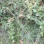 Juncus effusus fruit picture by Eric GOARIN (cc-by-sa)