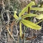 Asphodeline liburnica flower picture by Angelos (cc-by-sa)