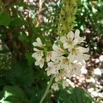 Francoa appendiculata flower picture by Ortiz Manuel (cc-by-sa)