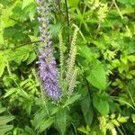 Veronica longifolia flower picture by valerie h (cc-by-sa)