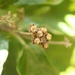 Dombeya punctata fruit picture by S. Dufour-Kowalski (cc-by-sa)