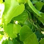 Aristolochia fimbriata leaf picture by cabana carlos manuel (cc-by-sa)