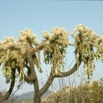 Cylindropuntia fulgida habit picture by Daniel Barthelemy (cc-by-nc)