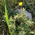 Ranunculus bulbosus habit picture by Céline Anthelme (cc-by-sa)