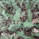 Achillea crithmifolia leaf picture by Alain Louis (cc-by-sa)