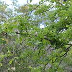 Haematoxylum brasiletto habit picture by Nelson Zamora Villalobos (cc-by-nc)