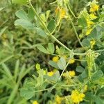 Coronilla valentina leaf picture by Luc BATICLE (cc-by-sa)