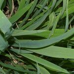 Oryza latifolia habit picture by Nelson Zamora Villalobos (cc-by-nc)