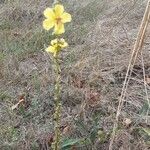 Verbascum blattaria habit picture by Alain Champrigaud (cc-by-sa)