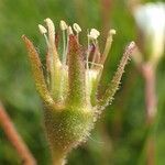 Saxifraga granulata fruit picture by Yoan MARTIN (cc-by-sa)