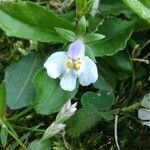 Mazus pumilus flower picture by Jacob Shull (cc-by-sa)