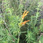 Leonotis leonurus habit picture by Maarten Vanhove (cc-by-sa)