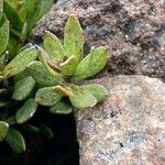 Baccharis alpina leaf picture by Fabien Anthelme (cc-by-sa)