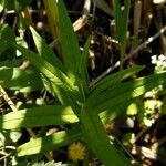 Lysimachia thyrsiflora leaf picture by Fischer Bernhard (cc-by-sa)