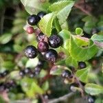 Vaccinium ovatum fruit picture by Ukiah Hawkins (cc-by-sa)