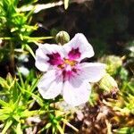 Erodium cheilanthifolium flower picture by Haro Alberto (cc-by-sa)