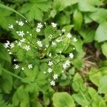 Cryptotaenia canadensis flower picture by Julia Knauer (cc-by-sa)